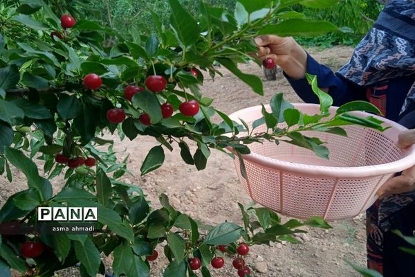 آغاز برداشت گیلاس در شهرستان بن