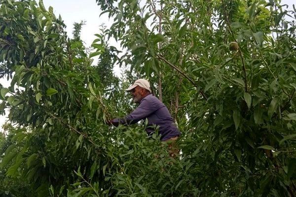 آغاز برداشت گیلاس در شهرستان بن