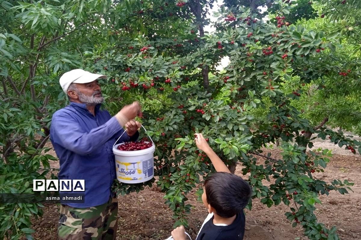 آغاز برداشت گیلاس در شهرستان بن