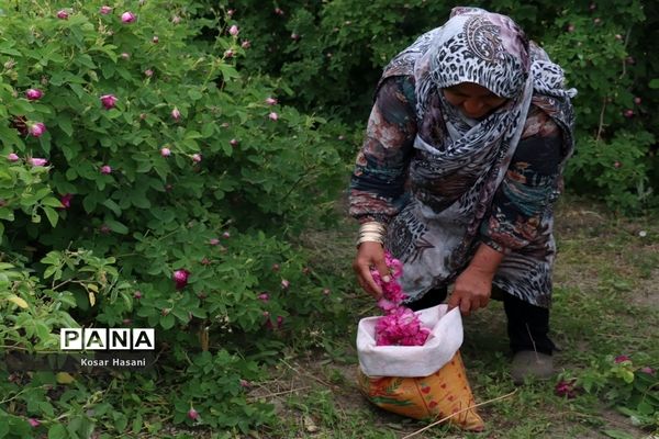 برداشت رز دمشقی در روستای عنصرود تبریز