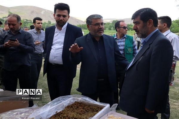 برداشت رز دمشقی در روستای عنصرود تبریز