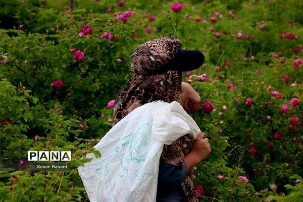 برداشت رز دمشقی در روستای عنصرود تبریز