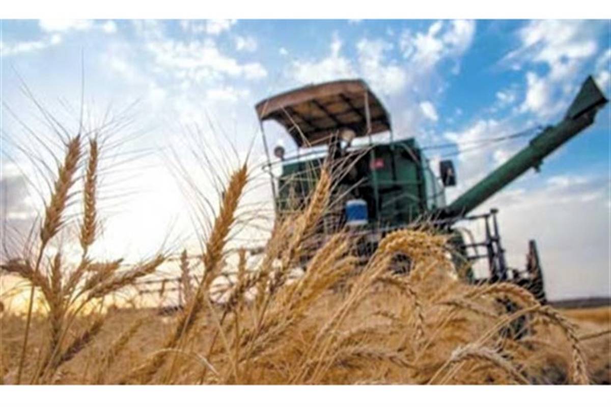 خرید بیش از ۱۰۰ هزار تن گندم در آذربایجان شرقی