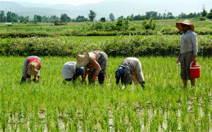 برنج‌های ذخیره شالیکاران شمال خریداری می‌شود