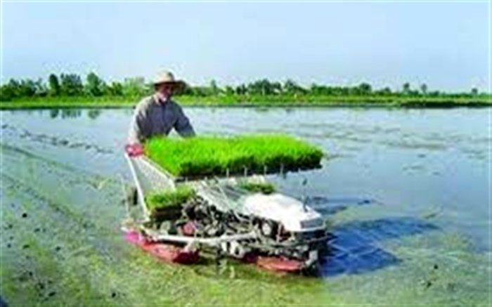 تولید برنج سالم در 100 هزار هکتار شالیزار مازندران حمایت می‌شود