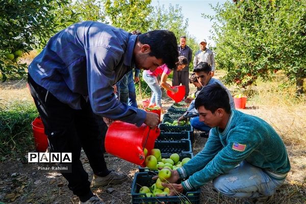 آغاز برداشت سیب در باغات شهرستان میانه