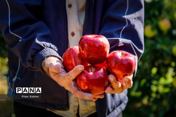 آغاز برداشت سیب در باغات شهرستان میانه