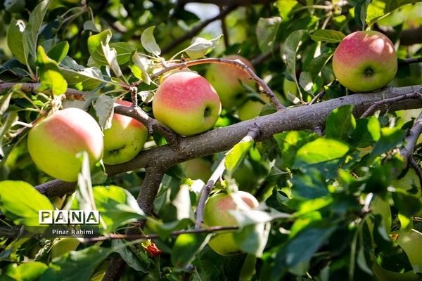 آغاز برداشت سیب در باغات شهرستان میانه