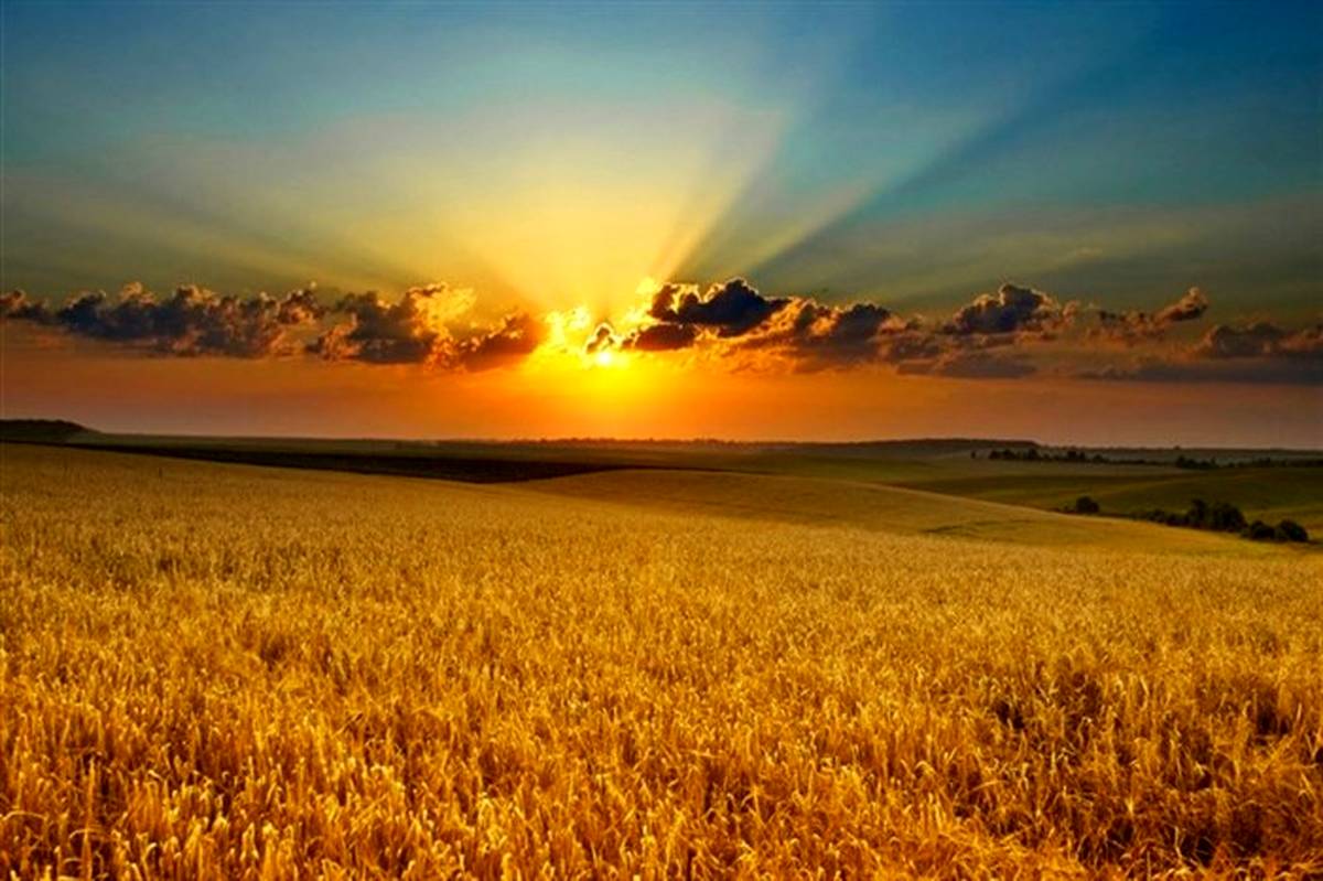 میزان برداشت گندم در استان قم نسبت به سال قبل 30 درصد رشد داشته است