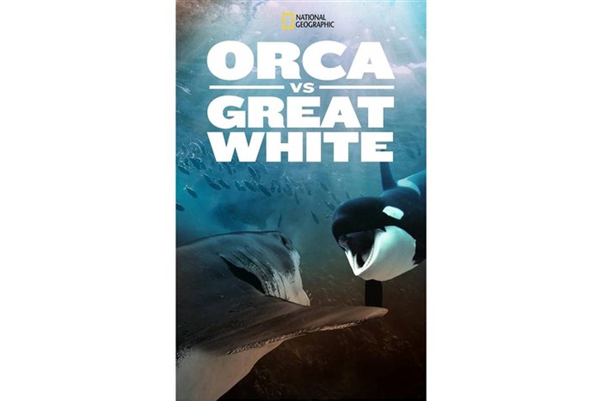 حمله اورکا به کوسه سفید