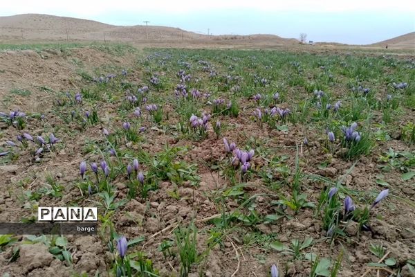 برداشت زعفران در روستای اردکول شهرستان زیرکوه