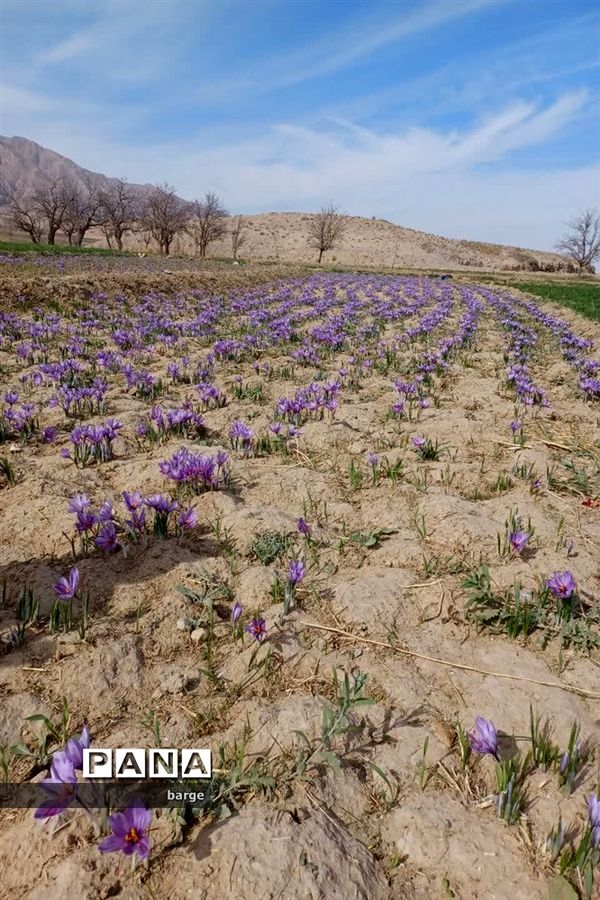 برداشت زعفران در روستای اردکول شهرستان زیرکوه