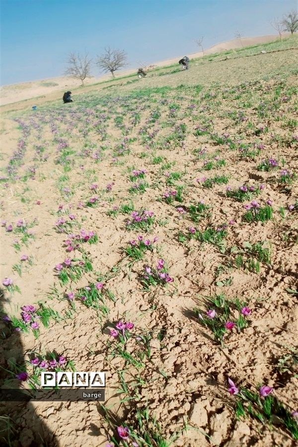 برداشت زعفران در روستای اردکول شهرستان زیرکوه