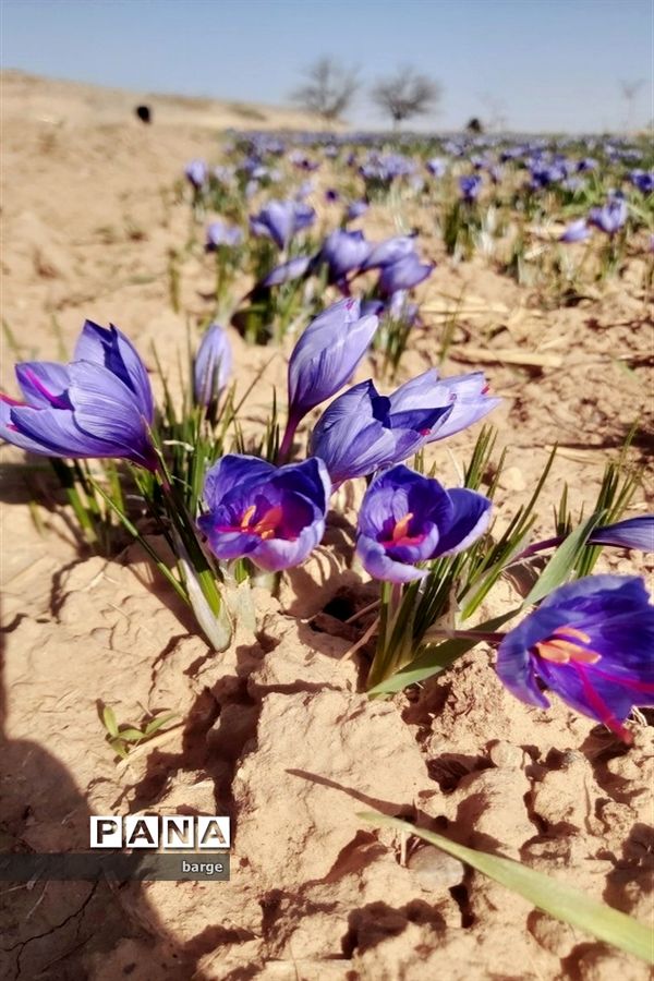 برداشت زعفران در روستای اردکول شهرستان زیرکوه