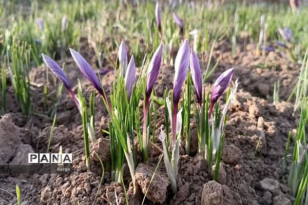 برداشت زعفران در روستای اردکول شهرستان زیرکوه
