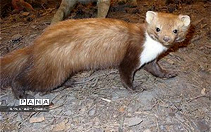 تلف شدن یک ‌سمور سنگی در سانحه جاده‌ای شهرستان شیروان