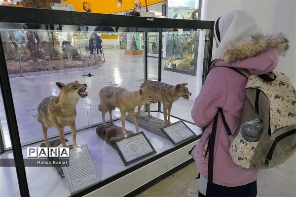 بازدید دانش‌آموزان مدرسه ظریف‌کارفرد از موزه تاریخ طبیعی