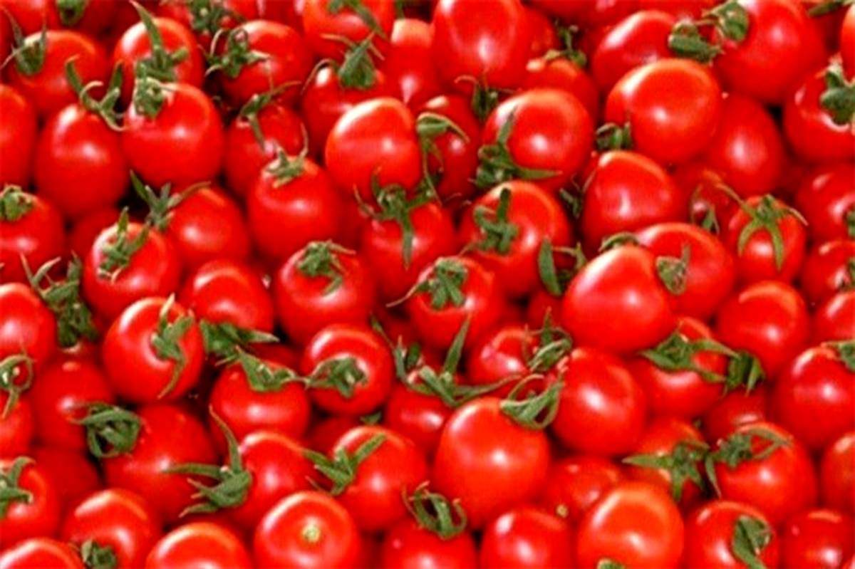 تعدیل عوارض صادراتی گوجه فرنگی از ۳۰ به ۱۰ درصد