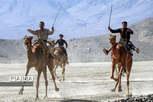 جشنواره طلای بیابان؛ شتر/فیلم