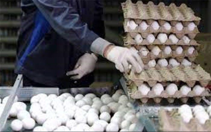 صادرات ۱۰۰ هزار تن تخم‌مرغ