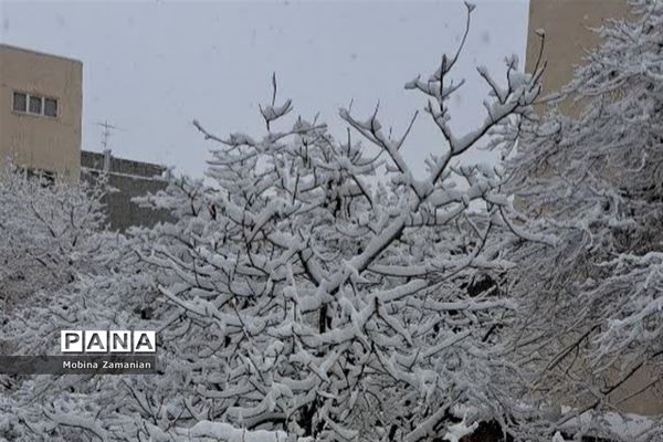 بارش برف زمستانی در مشهد