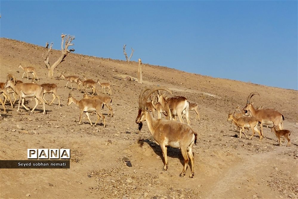 افزایش ۵.۵ برابری تعداد مناطق حفاظت شده پس از انقلاب اسلامی