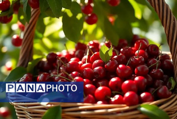 برداشت گیلاس در آذربایجان شرقی