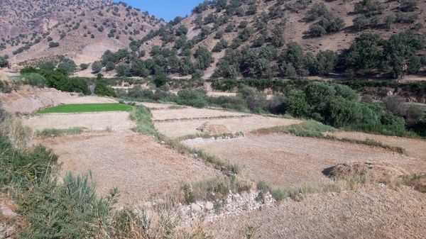 برداشت گندم در روستای بیدله