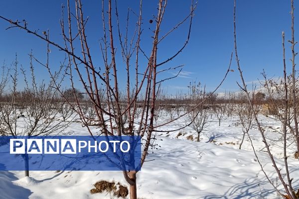 منظره زیبای برف پاییزی در باغات شهرستان نیشابور 