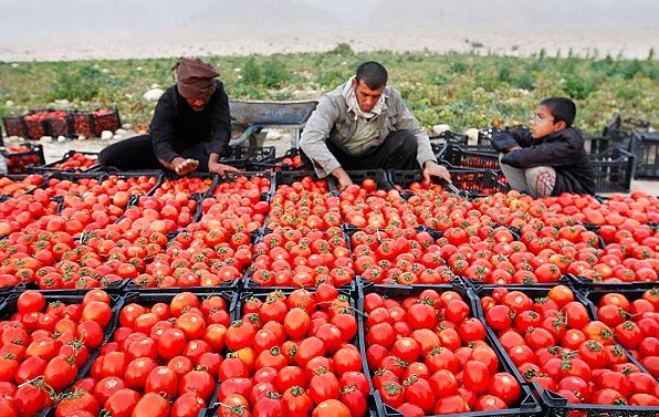 سود صادرات گوجه‌فرنگی سهم کشاورزان نشد