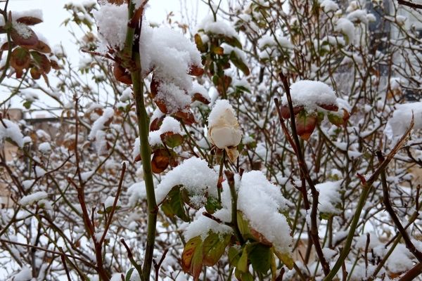 بارش برف زودهنگام آذرماه فیروزکوه راسفیدپوش کرد