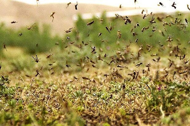 هجوم ملخ‌ها به مزارع بوشهر؛ تهدیدی جدی برای محصولات کشاورزی
بوشهر