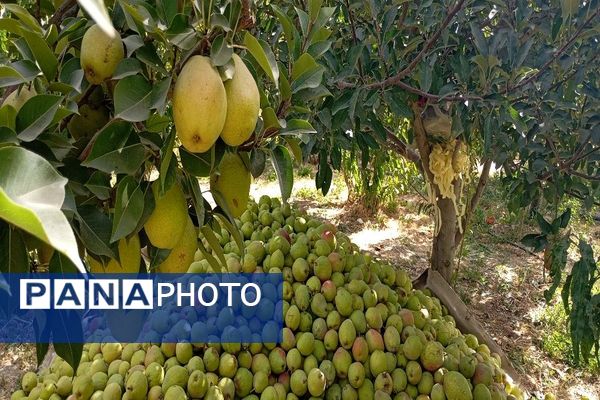 فصل برداشت میوه های پاییزی در شهر زیبای بار نیشابور.