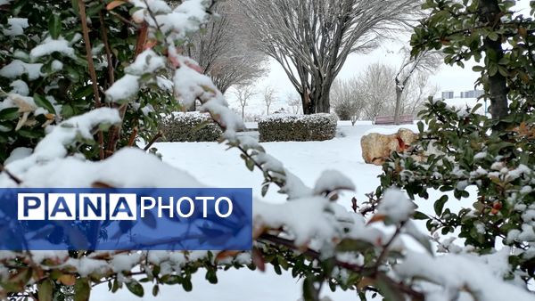 بروجن در پوشش سفیدی برف