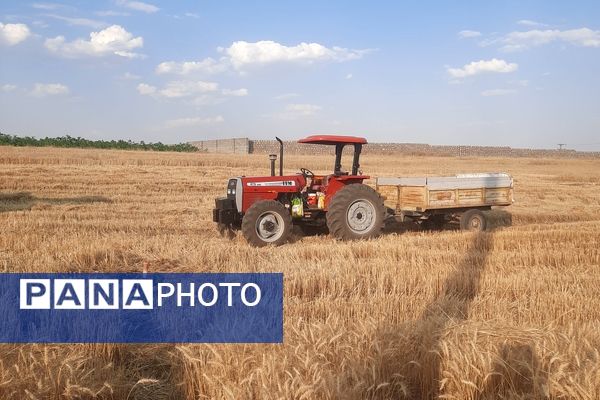  آغاز برداشت گندم از مزارع شهرستان هلیلان 