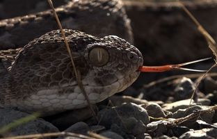 تماشای حیات وحش منوجان