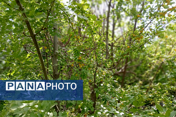 جلوه‌هایی از طبیعت تابستانی خلجستان و جعفرآباد قم