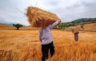 ۸۷ درصد مطالبات گندم‌کاران پرداخت شد