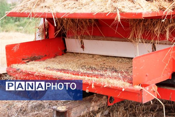 آغاز برداشت گندم در شهرستان ارومیه