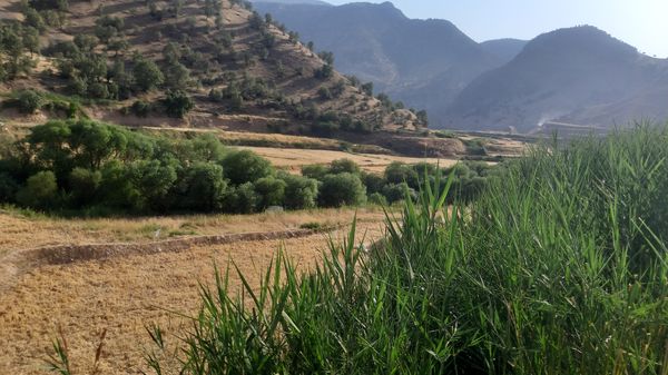 برداشت گندم در روستای بیدله