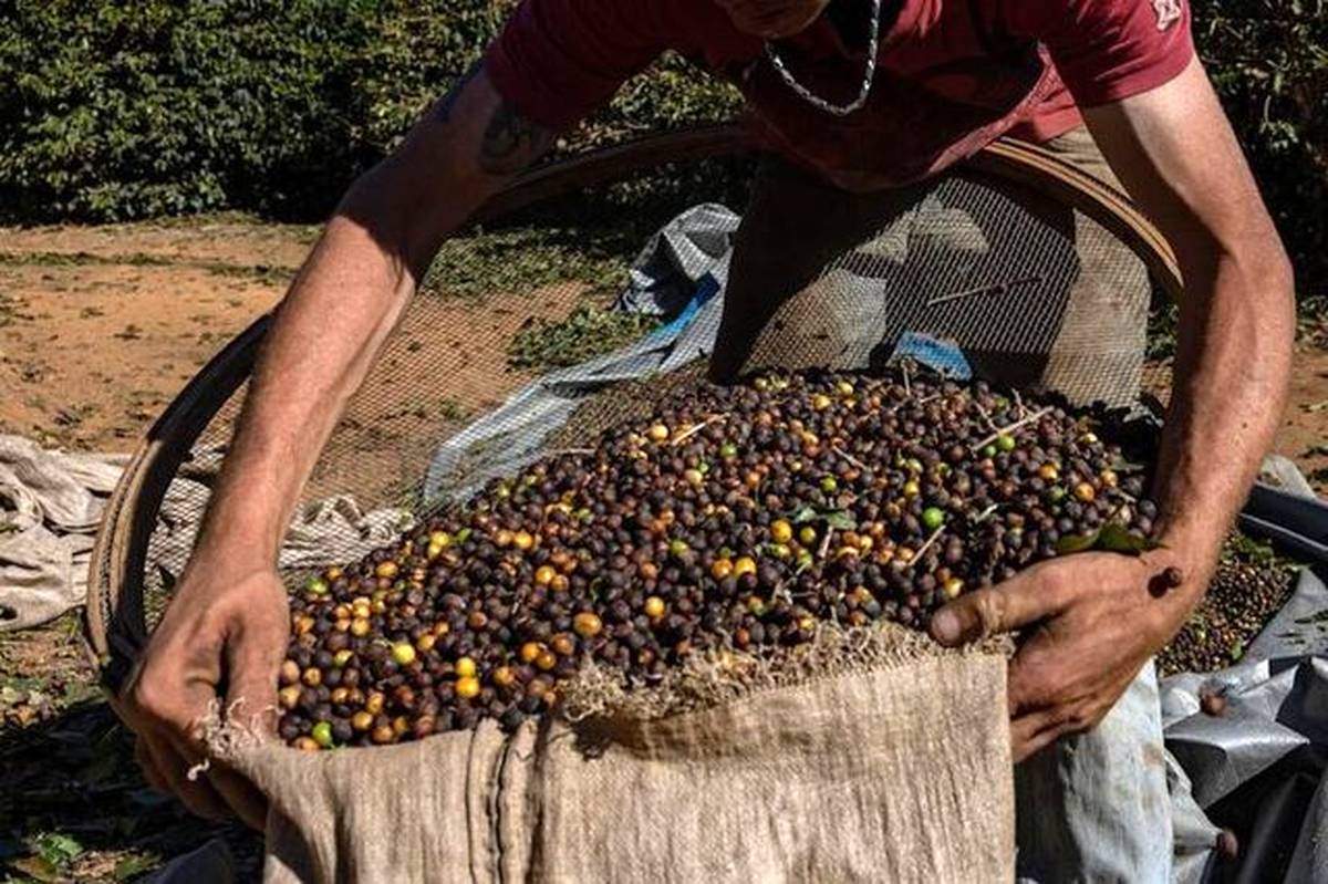 طعم قهوه برزیل متفاوت می‌شود