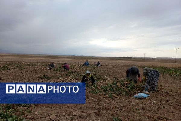 برداشت چغندرقند در روستای مفرنقا