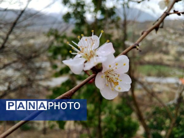  فصل بهار در میانکوه