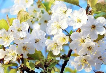 نوای بهار در پادکست نوروزی پانا کردستان