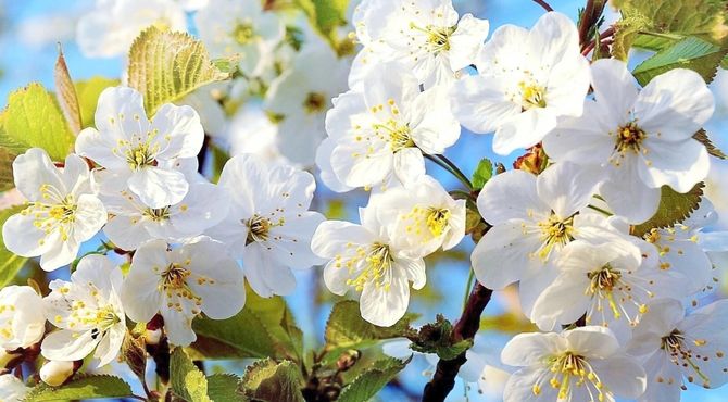 نوای بهار در پادکست نوروزی پانا کردستان