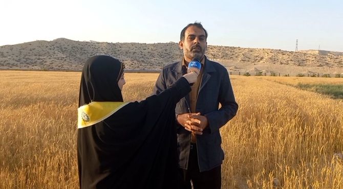 برداشت گیاهان گندم و جو در شهرستان جم