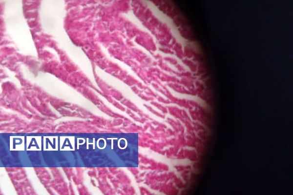 برگزاری یازدهمین همایش «آشتی با علم» در پژوهش‌سرای کاوش کهریزک