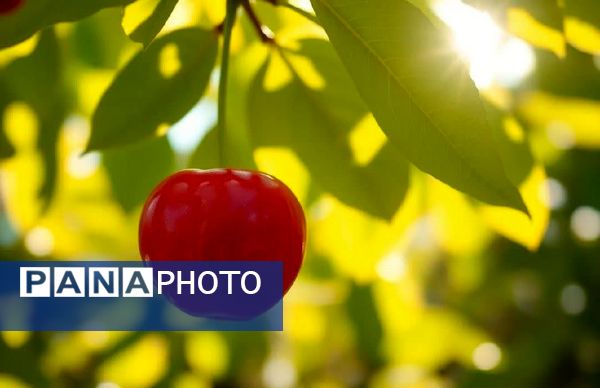 برداشت گیلاس در آذربایجان شرقی