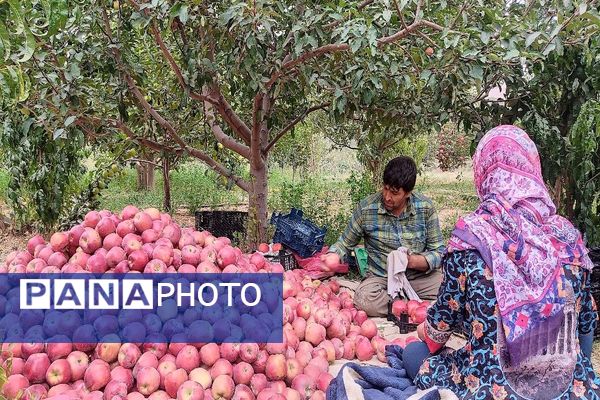 فصل برداشت میوه های پاییزی در شهر زیبای بار نیشابور.