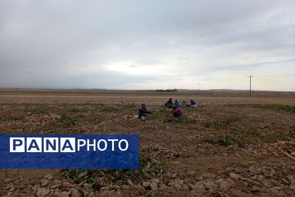 برداشت چغندرقند در روستای مفرنقا